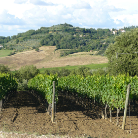 Montepulciano landscape